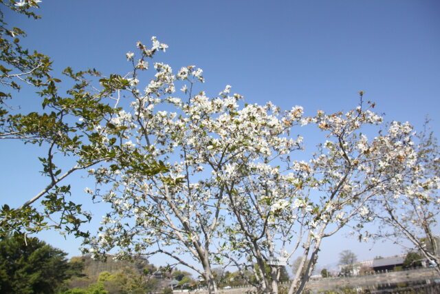 こぶしの花満開