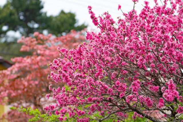 菊桃