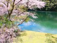 ダム湖と桜