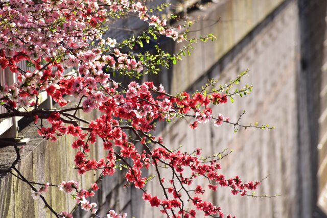 源平咲きのボケの花