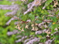 河原の花