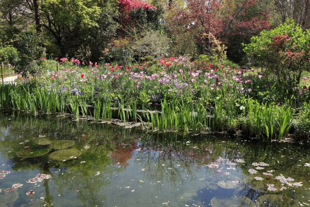 庭に咲く春の花