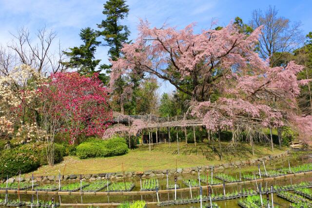 京都府立植物園春