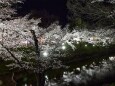 夜桜