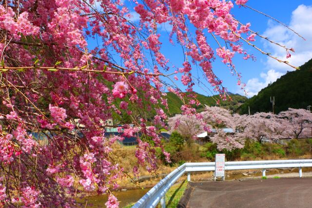 川沿いの桜