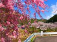 川沿いの桜