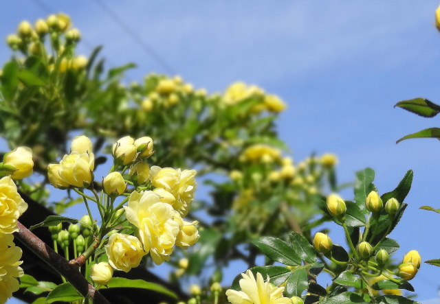 木香薔薇