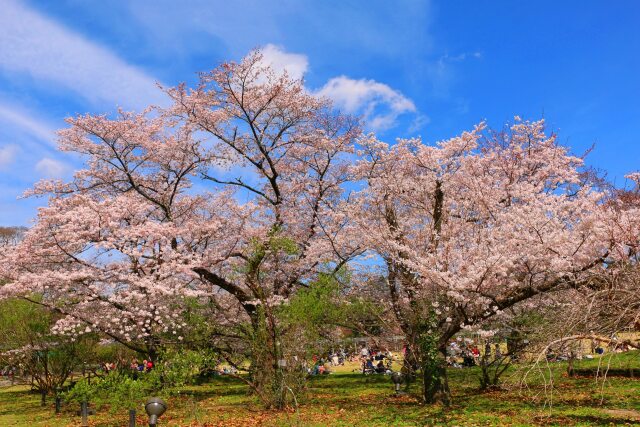 京都府立植物園春