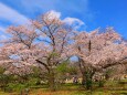 京都府立植物園春