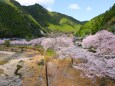 川沿いの桜