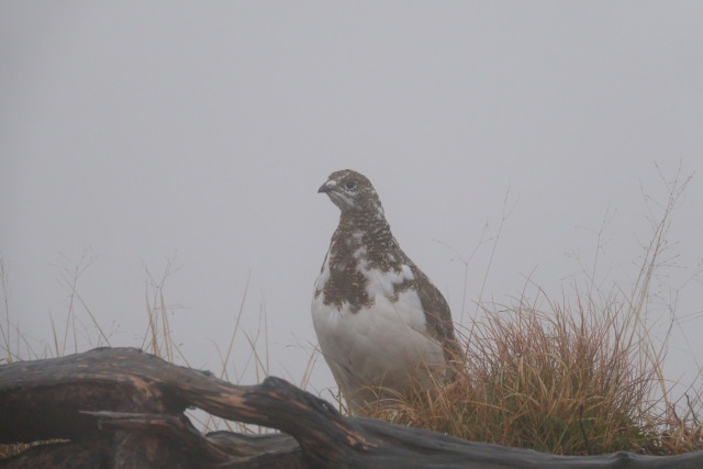 小蓮華山のチビ雷鳥5