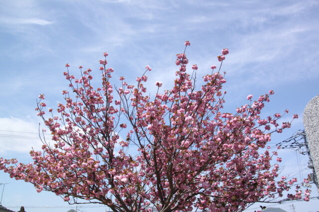 青い空と牡丹桜