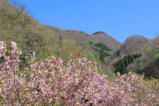 山にも春の訪れ 三徳桜