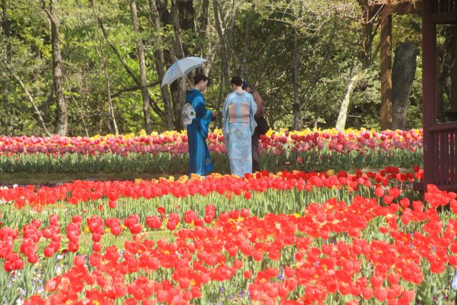 赤いチュリップとご婦人たち