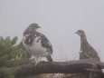 小蓮華山のチビ雷鳥6