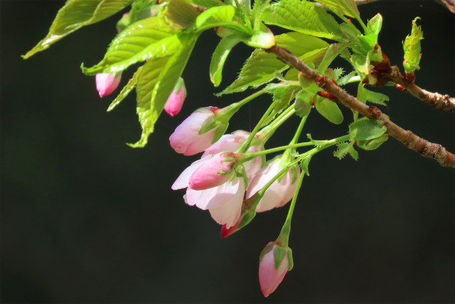 三徳桜