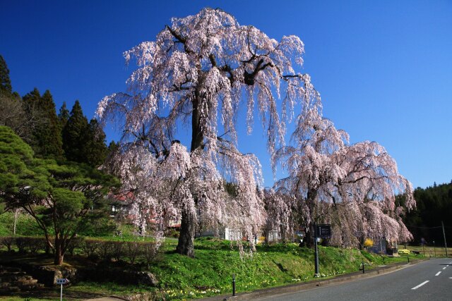 美しい枝垂れ桜