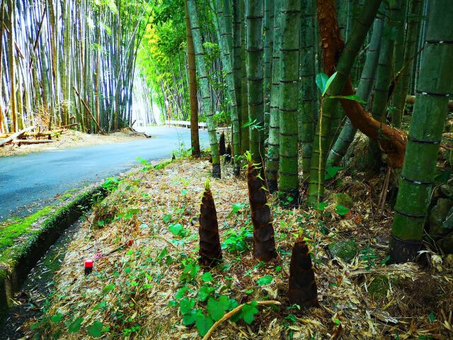 春の竹林