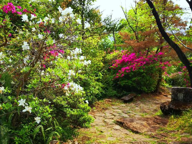 熊野古道春