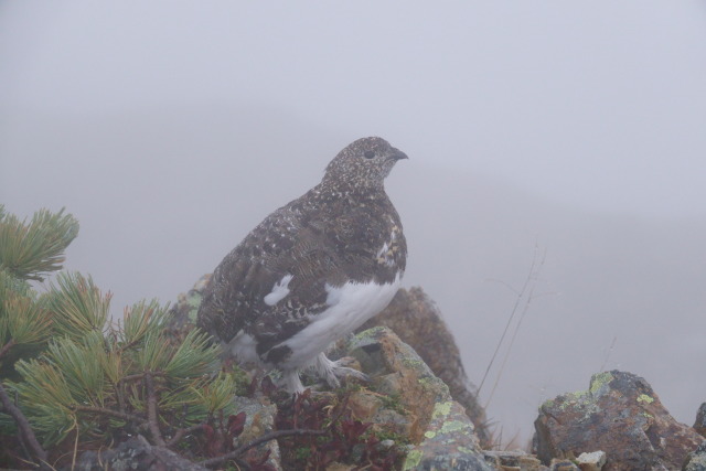 小蓮華山のママ雷鳥