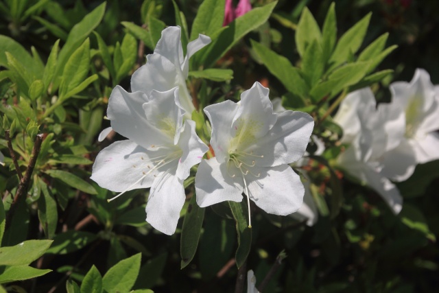 純白のツツジの花