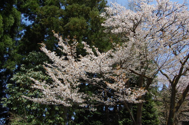 桜と言えば山桜 2 2022年