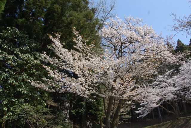 桜と言えば山桜 3 2022年