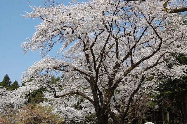 桜の木の下で 2022年