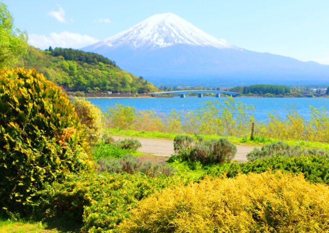 新緑の河口湖