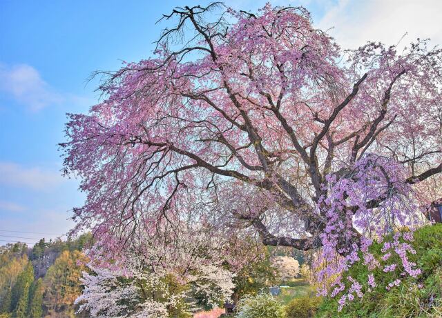 桜満開