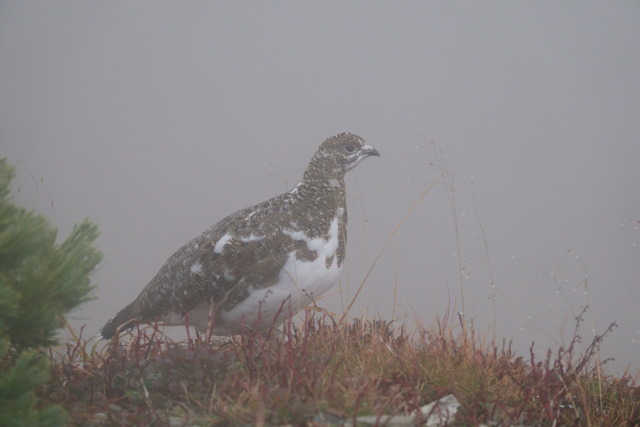 小蓮華山のチビ雷鳥8