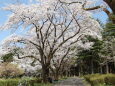 桜の木の下で 2022年