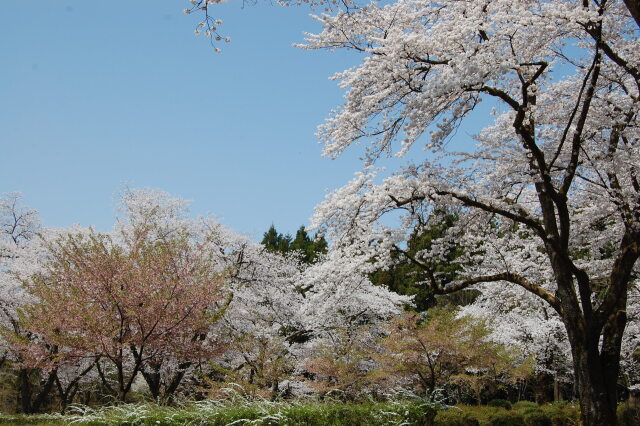 樹木公園の桜達 2022年