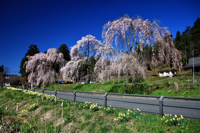 達谷窟 枝垂れ桜