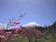 ミツバツツジ&富士山