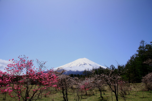 創造の森の春