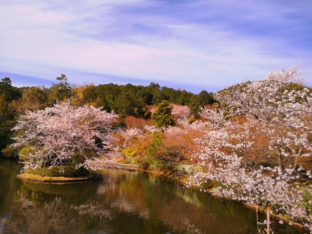 龍安寺春