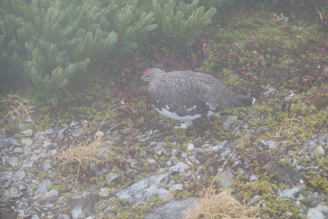 小蓮華山の雄雷鳥