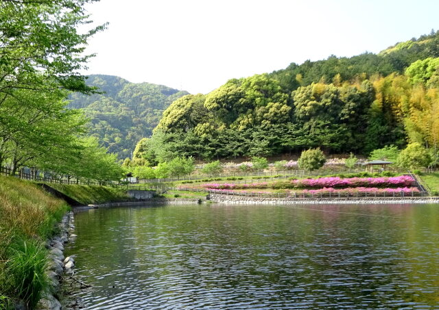 新緑の公園