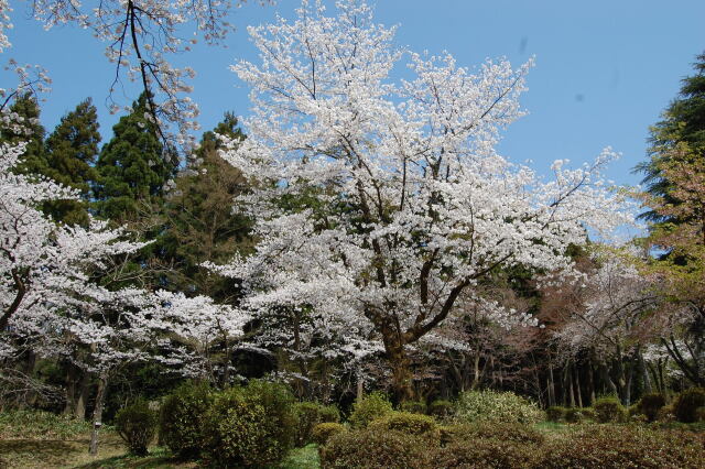 桜の木の下で 2022年