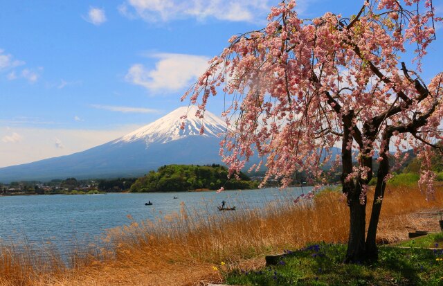 河口湖春