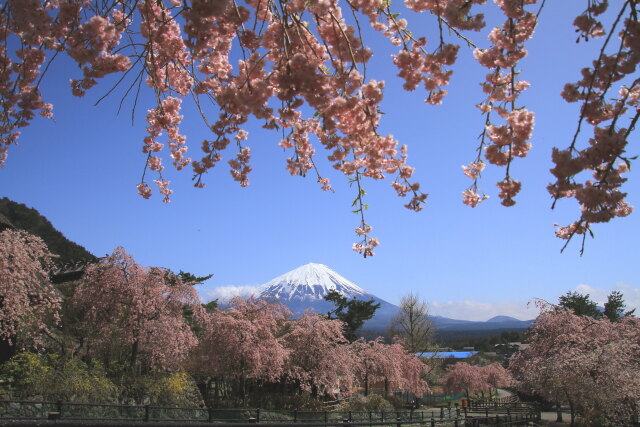 いやしの里の枝垂桜