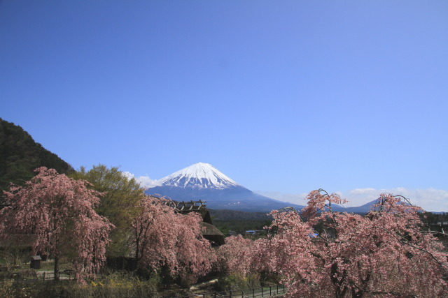 しだれ桜