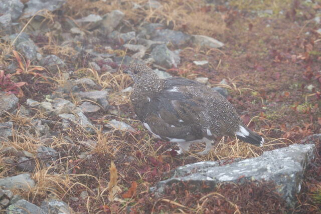 小蓮華山の雄雷鳥2