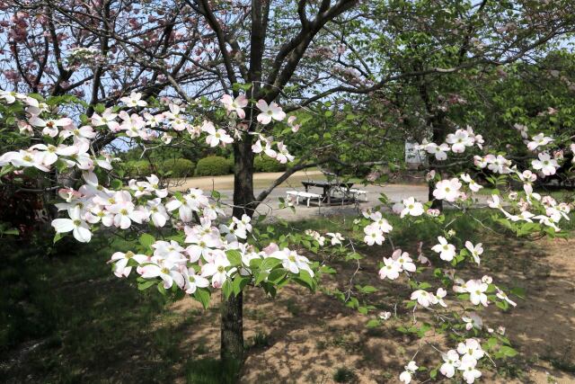 公園のハナミズキ