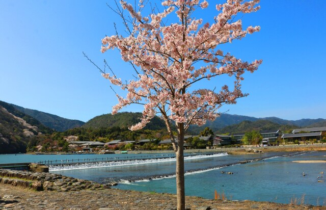 嵐山桂川春