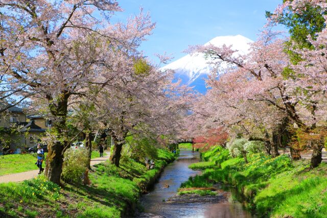 忍野八海春