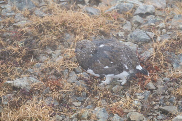 小蓮華山の雄雷鳥3