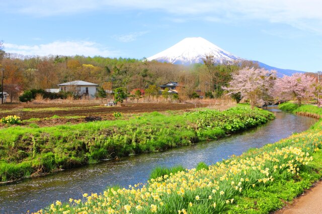 忍野八海春