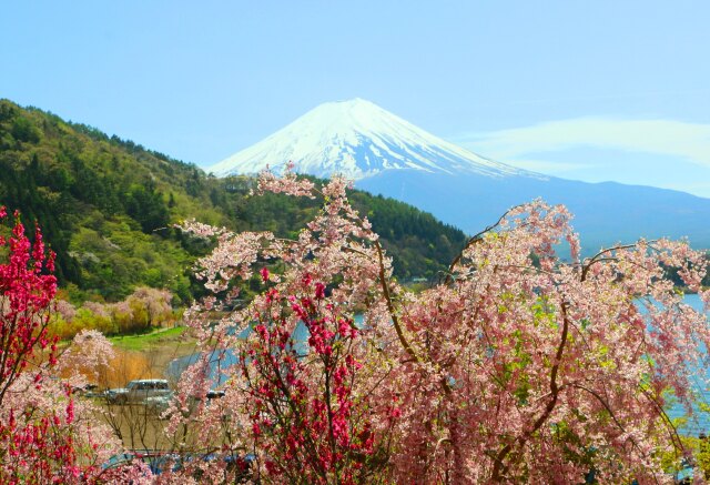 河口湖春